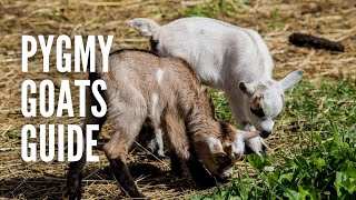 Pygmy Goats All You Need to Know [upl. by Anwahsad]