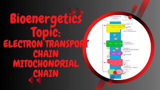 Electron transport chain l Inner Mitochondrial respiratory chain l XI biology l Bioenergetics [upl. by Aniaz]