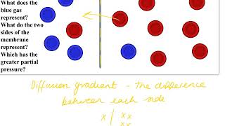 BTEC Oxygen Dissociation Curve [upl. by Ottilie320]