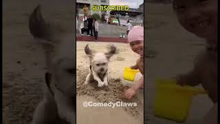 Funniest Cats and Dogs Videos 🐶🐱 short funnycats shortvideo funnycatvideos trynottolough [upl. by Ikik]