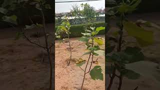 I visit in a farm house and found many Anjer trees  shorts viralshorts viral farming nature [upl. by Abey]