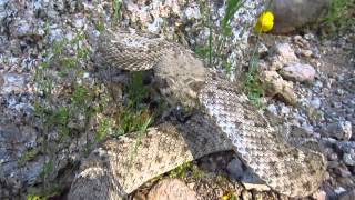 Western Diamondback Rattlesnake Strikes my Camera [upl. by Porta167]