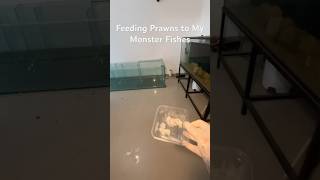 Feeding prawns to arowana oscar and other monster fish [upl. by Ecirtemed]