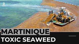 Sargassum crisis Fishermen in Martinique develop solutions [upl. by Adnama]