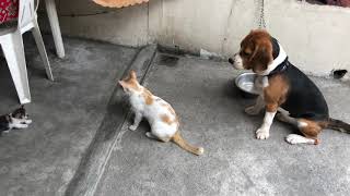 Beagle’s love cats [upl. by Clercq]