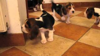 Beagle miot Y 6 tygodni  Litter Y 6 weeks old [upl. by Nirej]