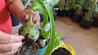 How to Propagate and Harvest Albuca Bracteata or Pregnant Onions Plants [upl. by Saidee]