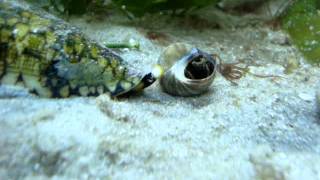 Marbled Cone Snail Conus marmoreus attacking Common Periwinkle Littorina littorea [upl. by Otina]