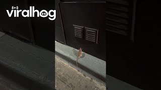 Rat Tries to Find Find Way Into Restaurant  ViralHog [upl. by Tigdirb]