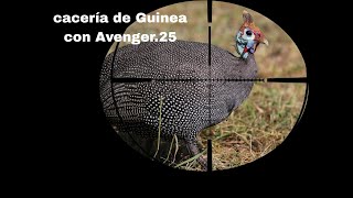 Cacería de Guinea con Air Venturi Avenger cal 25 noviembre 2024 [upl. by Adnoloy]