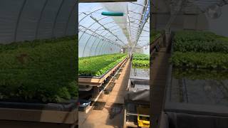 Hydroponic Lettuce greenhouse [upl. by Kappel38]