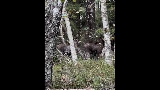 Älg kalvar  Alce Gemios  Moose calf twins [upl. by Irat70]