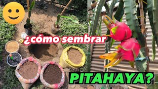 cómo sembrar PITAHAYA directamente en suelo 🏜️🐉 cultiva pitahaya en casa de forma fácil y sencillo [upl. by Anelaf]