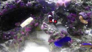 Goby amp Pistol Shrimp Pair \\ One Of The Coolest Symbiotic Relationships In The Salt Water Hobby [upl. by Bick]