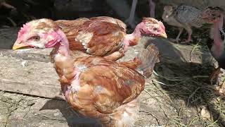 🛑Les dan de comer a las GALLINAS se acomodan en los corrales para dormir los pollitos se salieron [upl. by Aushoj91]