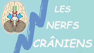 RETENIR LES NERFS CRÂNIENS EN 5 MIN MNÉMOTECHNIQUES [upl. by Ahseem]