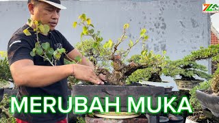 PART 3 AKTIFITAS PAGI PRUNING WARU [upl. by Llenrac]