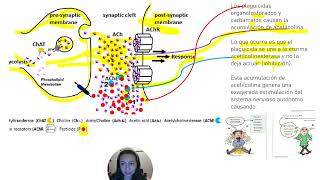 Inhibición de la colinesterasa parte 2 [upl. by Egiarc]