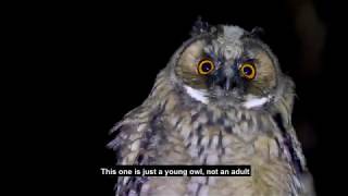 Long Eared Owl Sound  Hungry Owl Chick Beg for Food [upl. by Sirk]