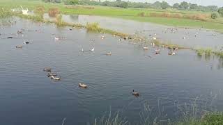 Ducks swimming in pondDucks naturevedio nature profile [upl. by Sul]