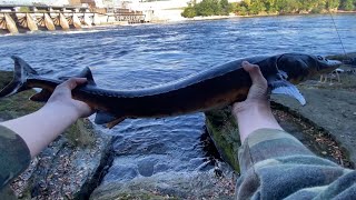 Fishing for sturgeon at local dam [upl. by Candida]