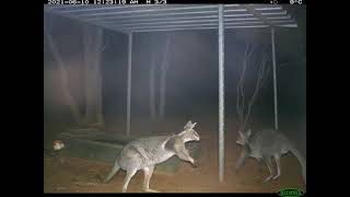 Bridled Nailtail Wallaby fight at Scotia Wildlife Sanctuary NSW [upl. by Sigrid]