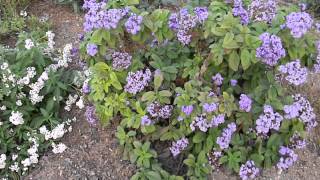 Heliotropium arborescens White amp Purple Helitrope [upl. by Dedrick183]