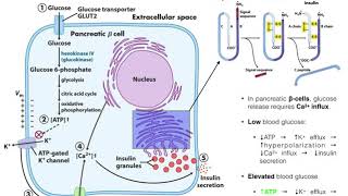 The Mechanism of Insulin Release by Pancreatic βcells [upl. by Aliab171]