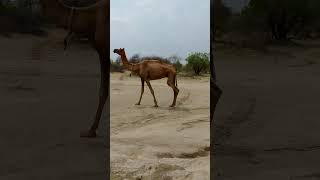 Camel running on the road [upl. by Pilloff]