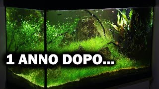 1 ANNO DOPO L Acquario ECONOMICO Fai da Te [upl. by Azerila]