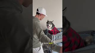 My dog watches Bluey way too much dog dogs cute husky cutedog [upl. by Lhok]