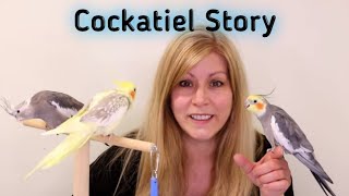 My Cockatiel Story  My Cockatiel Update Story [upl. by Lahtnero]