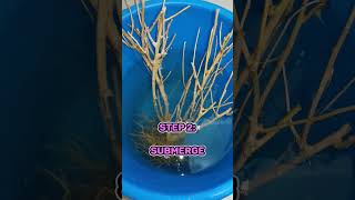 How To Prepare Driftwood For Your Aquarium The Easy Way  Part 1 driftwood aquarium fish [upl. by Im38]