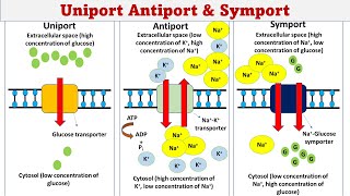 Uniport  Symport  Antiport  Membrane transport [upl. by Anivahs724]