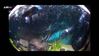 Tropheus Duboisi Feeding Time [upl. by Gean442]