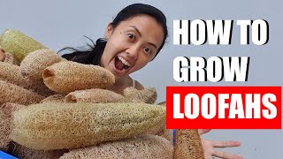 How to grow luffa loofah from seed [upl. by Gelya]