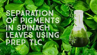 The Separation of Pigments in Spinach Leaves using Preparative TLC [upl. by Reave997]