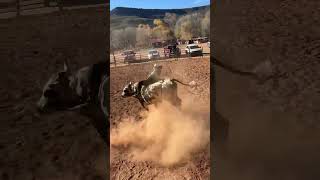 apache arizona cowboy buckingbulls bulls sports western tiktok shorts videos [upl. by Heilman593]