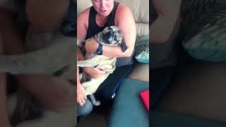 Screaming Pug Gets Her Nails Clipped [upl. by Lenra]