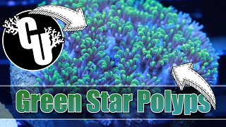 Green Star Polyps  GSP  Corals Unlimited [upl. by Rashidi]