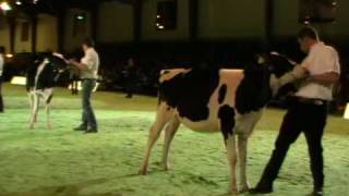 Swiss Expo 2010  Rinderchampionwahlen Holstein [upl. by Elkin]