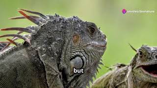 Iguanas The Unique Herbivorous Reptile with a Twist of Humor [upl. by Adnilrev]