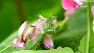 The Orchid Mantis Natures Master of DI [upl. by Nari]