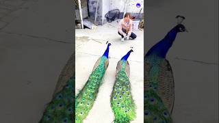 peacock song peacock song peacock shorts bollywood hindisong [upl. by Darrey]