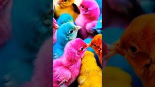 colorful chicks chirping birds cute chicken funny baby [upl. by Carrelli]