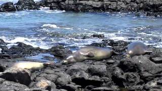 3 Hawaiian Monk Seals at Kaena Point Oahu Hawaii [upl. by Intosh]