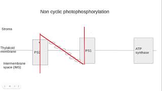 521 Photosynthesis d The lightdependent stage of photosynthesis [upl. by Leakcim]