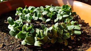 Growing Cantaloupe from Seeds Days 06 [upl. by Ema]