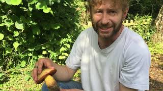 Identifying Suillellus luridus the Lurid Bolete [upl. by Evol]