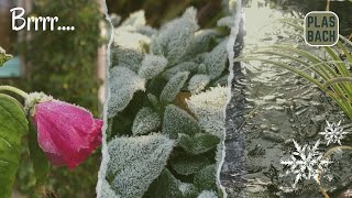 Frosty Morning Garden Tour [upl. by Eizzik]